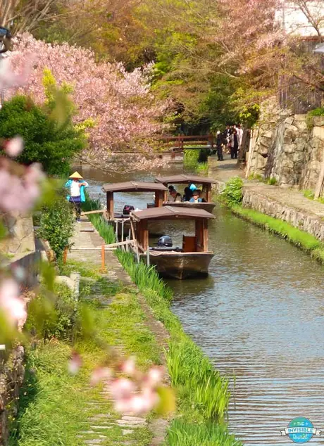 Boats on the Hachiman-bori canal in Omihachiman, Shiga, in cherry blossom season